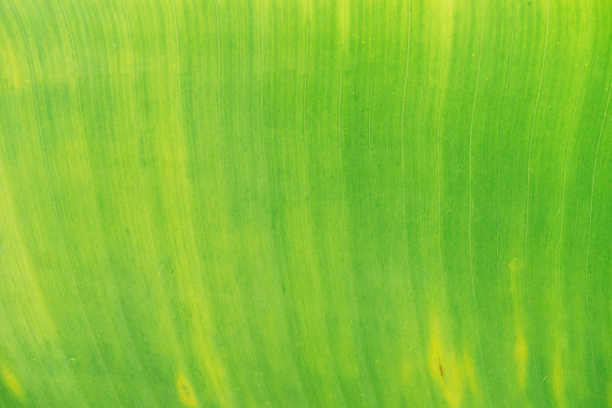 Green Leaf